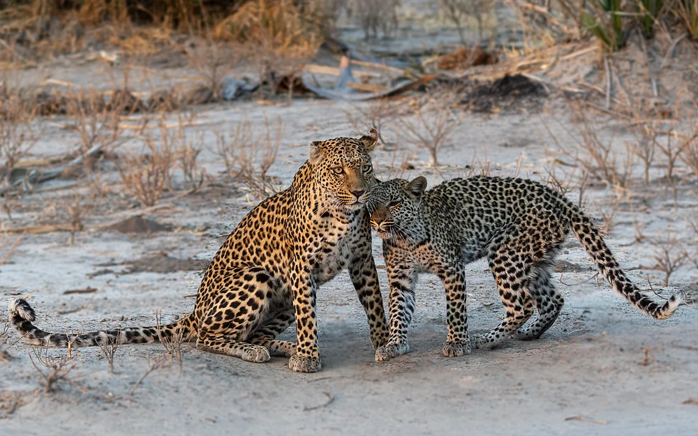 Leopards, Botswana