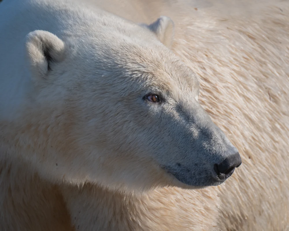 Polar Bear, Canada