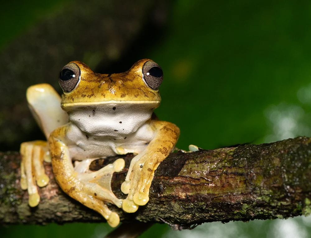 Goliath tree frog, Costa Rica