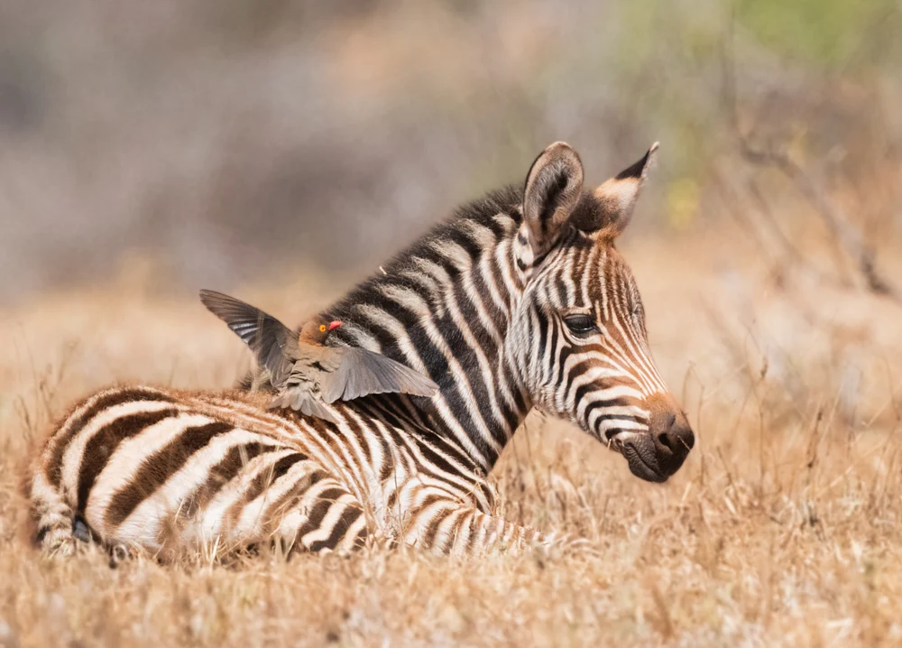 Baby Zebras, Kenya