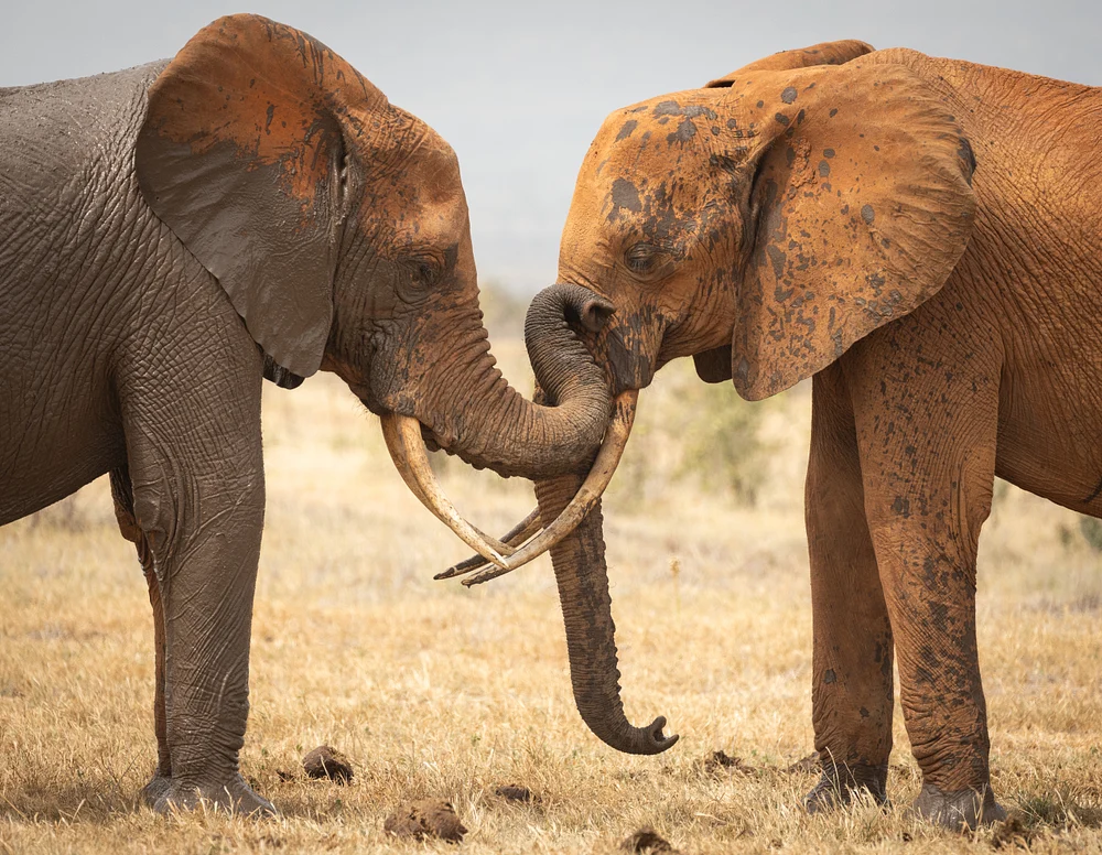 Adolescent ellies playing, Kenya