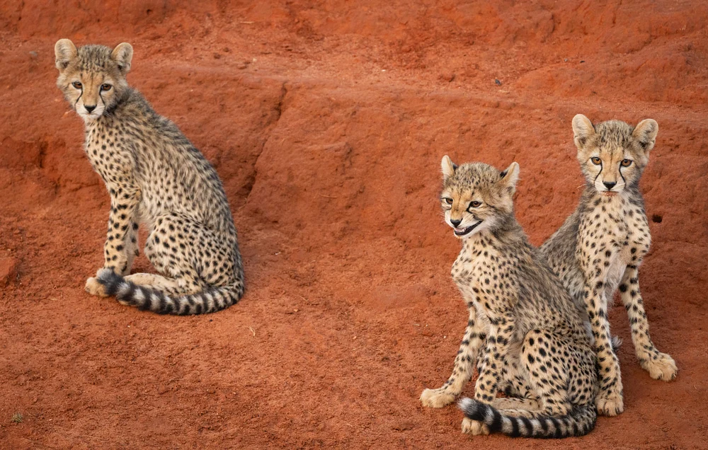 Cheetah cubs, Kenya