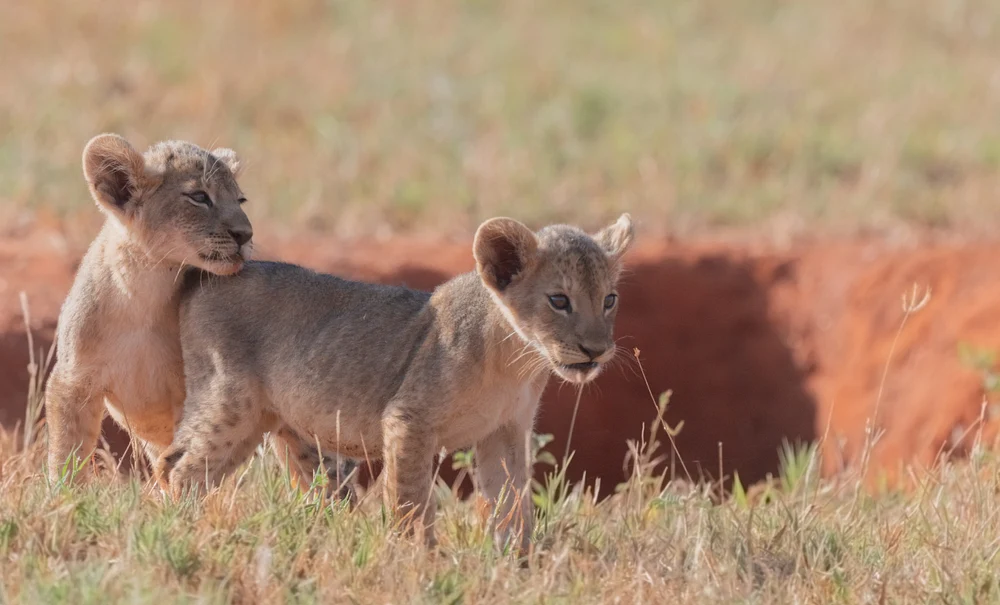 Lion cubs, Kenya