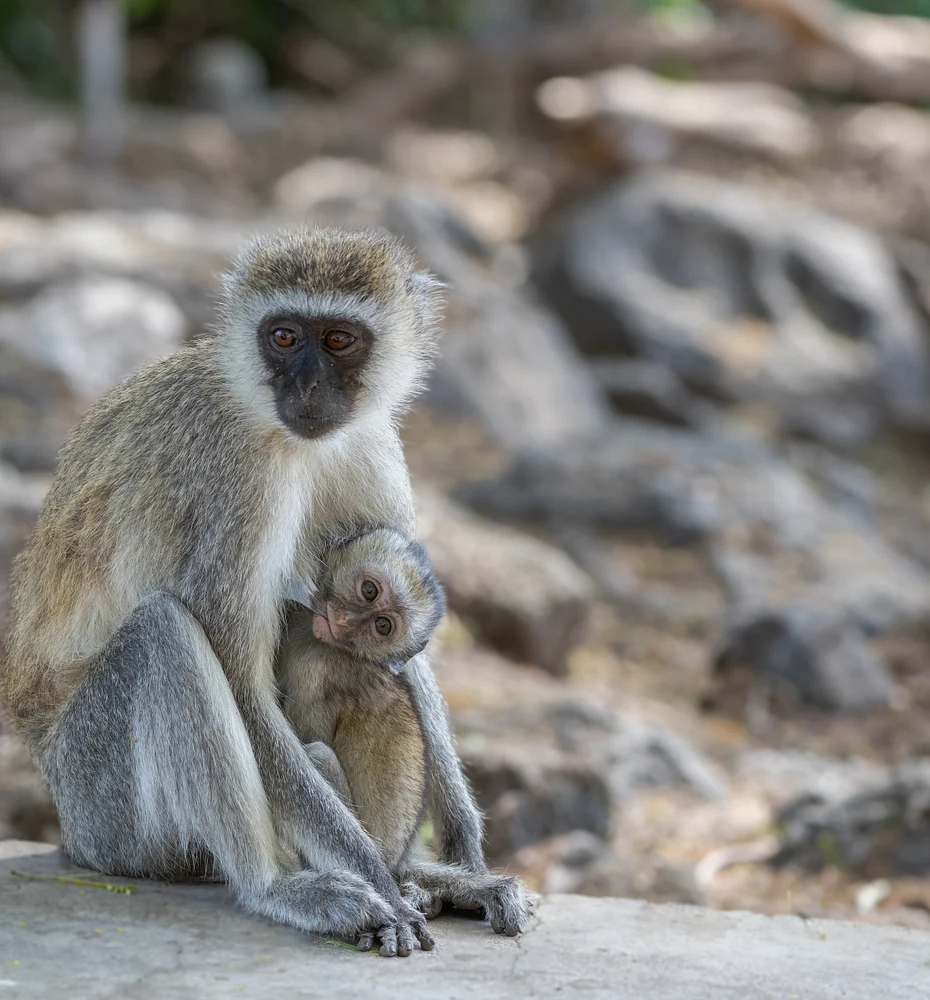 Vervet Mama and baby, Kenya