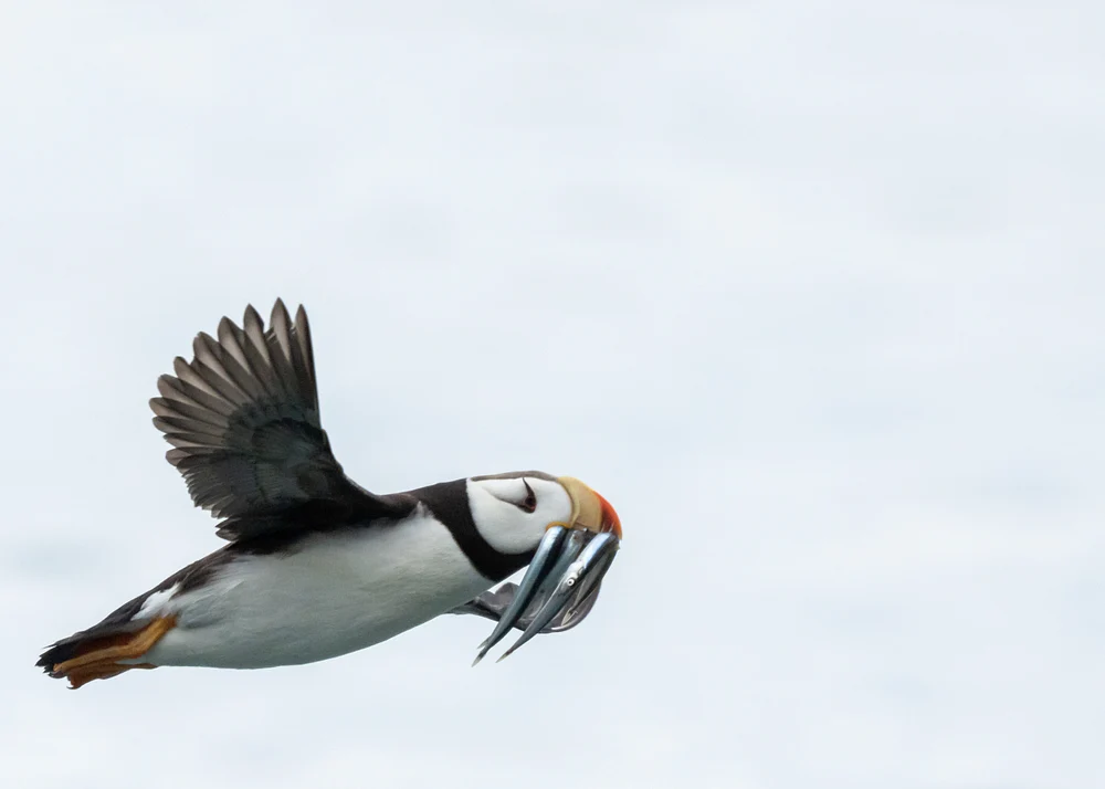 Flying Ouffin,  Alaska