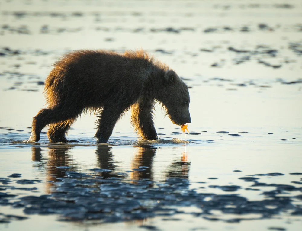 Bear digging for clams, Alaska