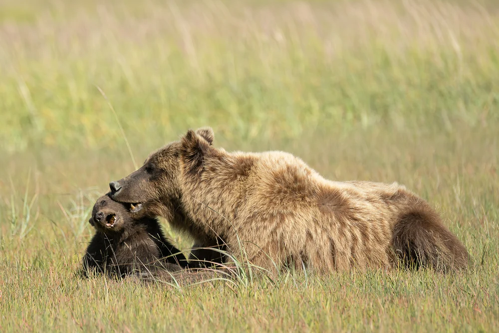 Mama and baby bear, Alaska