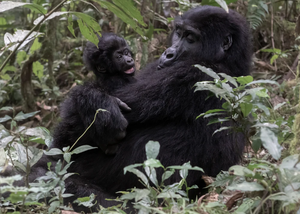 Mama and baby gorilla, Uganda
