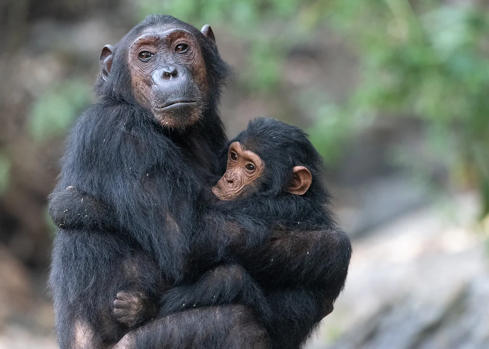 Chimpanzees, Tanzania