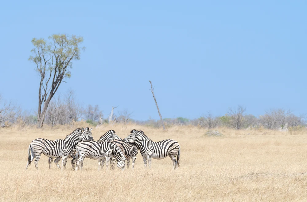 Zebra love, Botswana