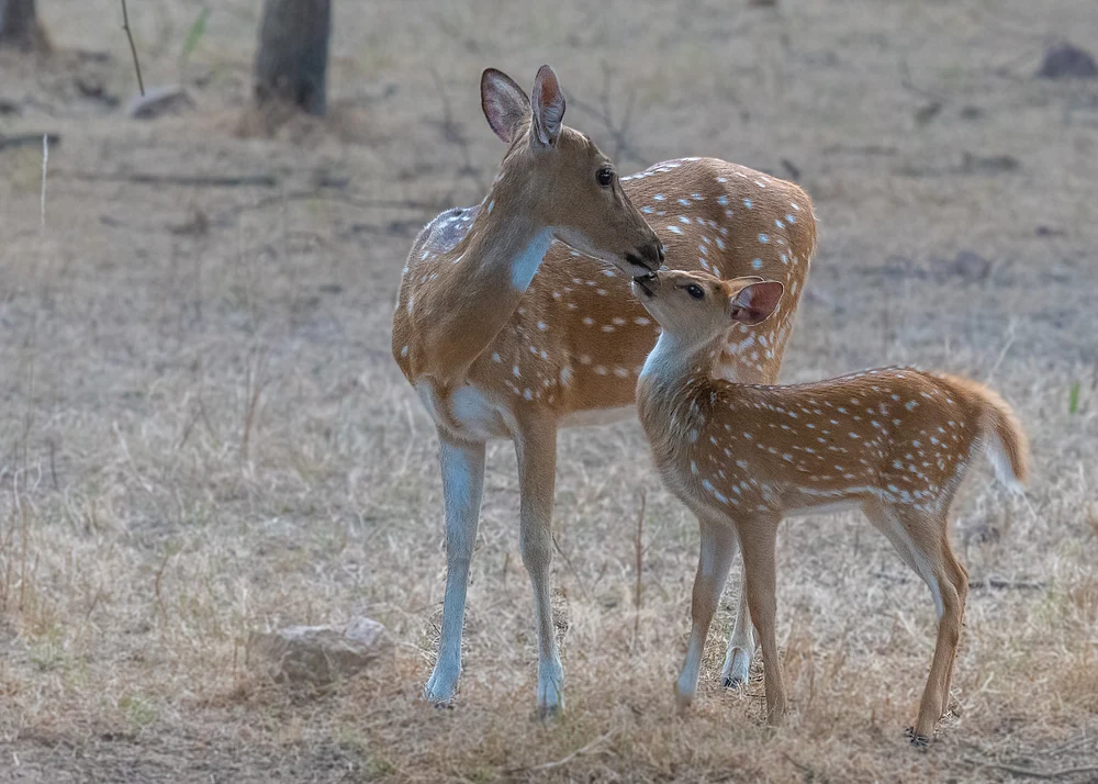Spotted sambhar, India