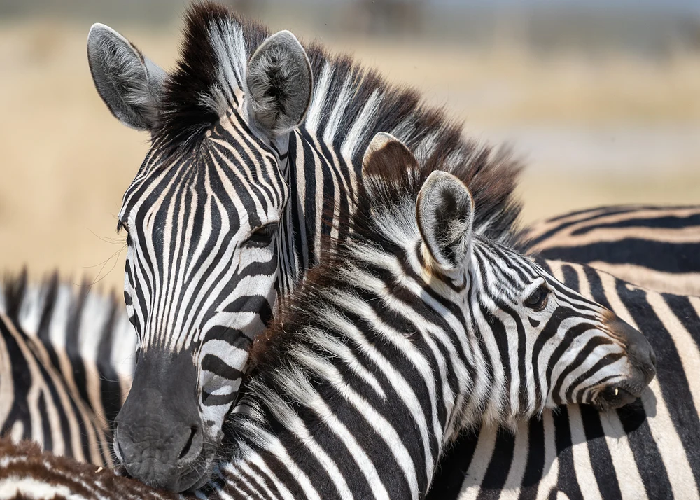 Zebra  snuggle, Botswana