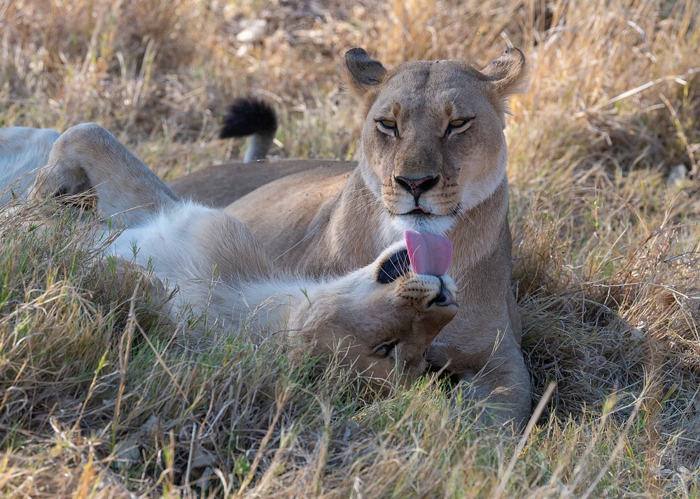 Lioness love , Botswana