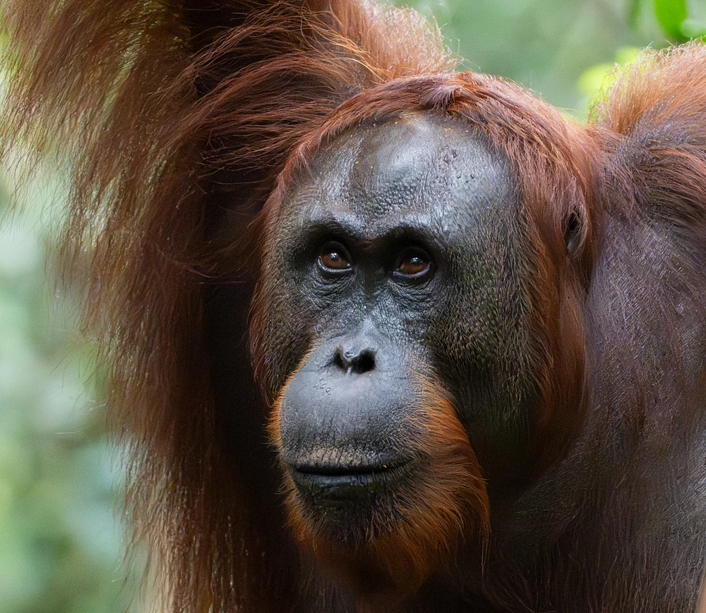Orangutan Portrait