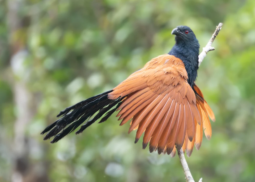 coucal