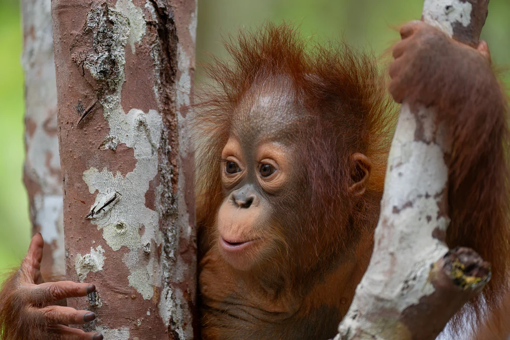 Rescued 1 yr old baby Orangutan