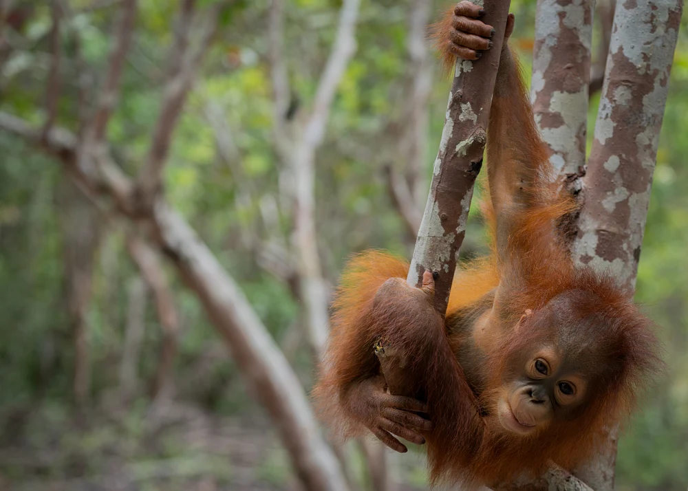 1 yr old baby orangutan