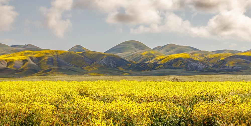 Stunning Super Bloom at Carrizo Plain, California