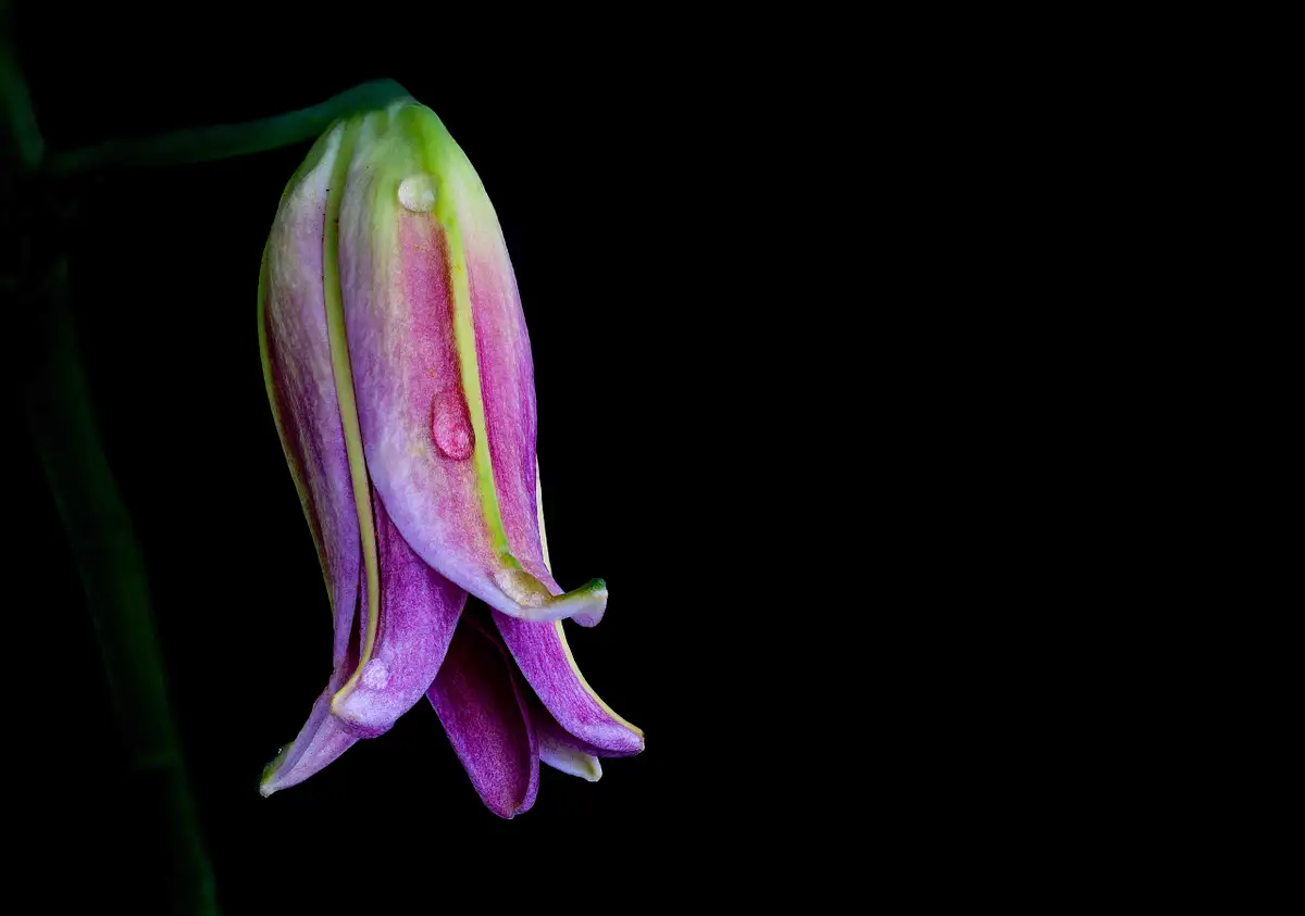 DHP Photography