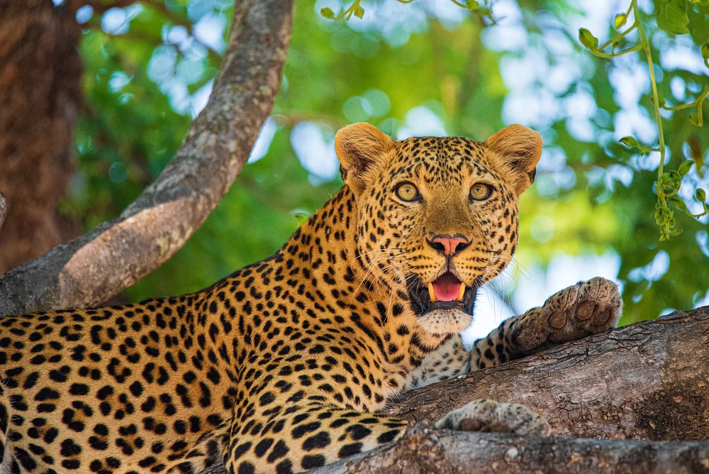 Majestic Leopard Relaxing on a Tree Branch