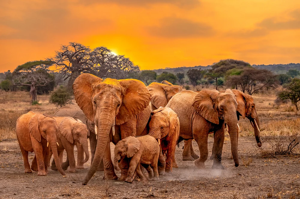 Majestic Elephants at Sunset in Tarangire National Park