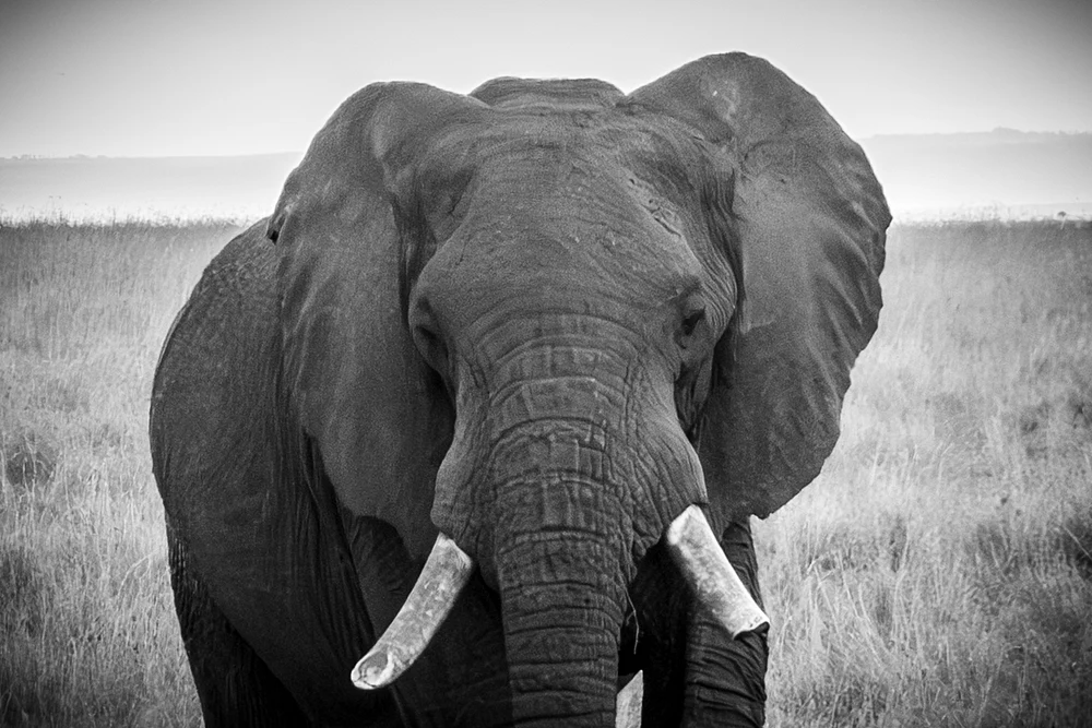 Majestic Elephant in Black and White
