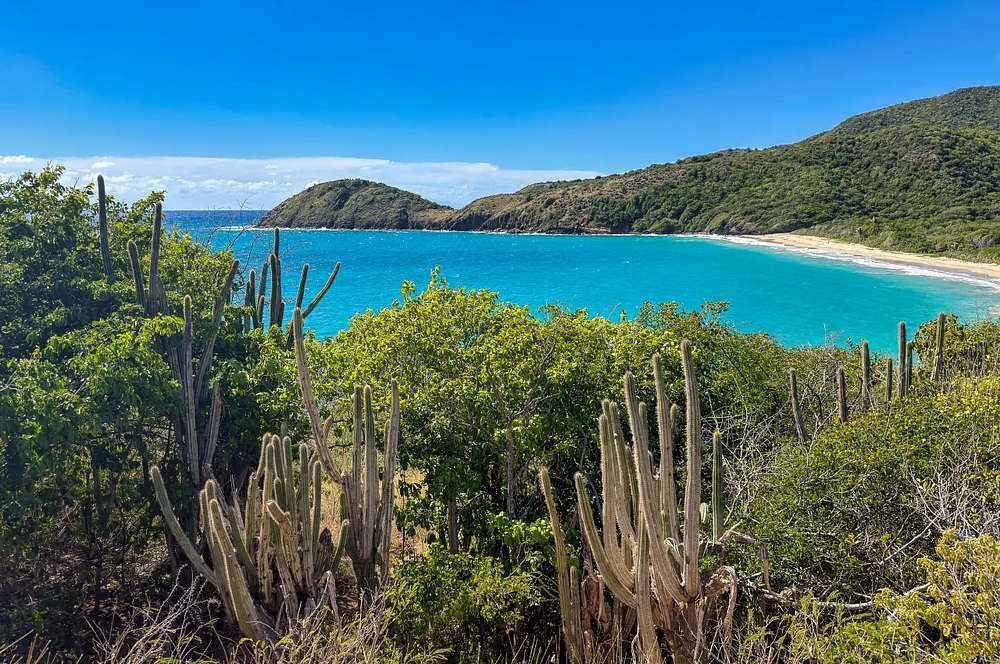 Tranquil Bay Surrounded by Lush Cacti