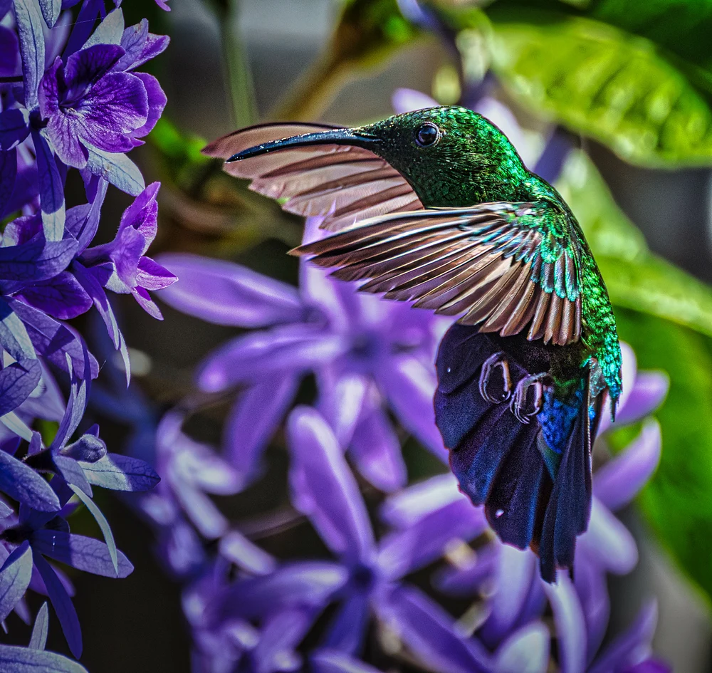 Vibrant Hummingbird Amidst Purple Blooms