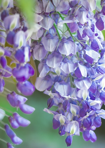 Close-up of cascading wisteria flowers in soft purple and white hues.