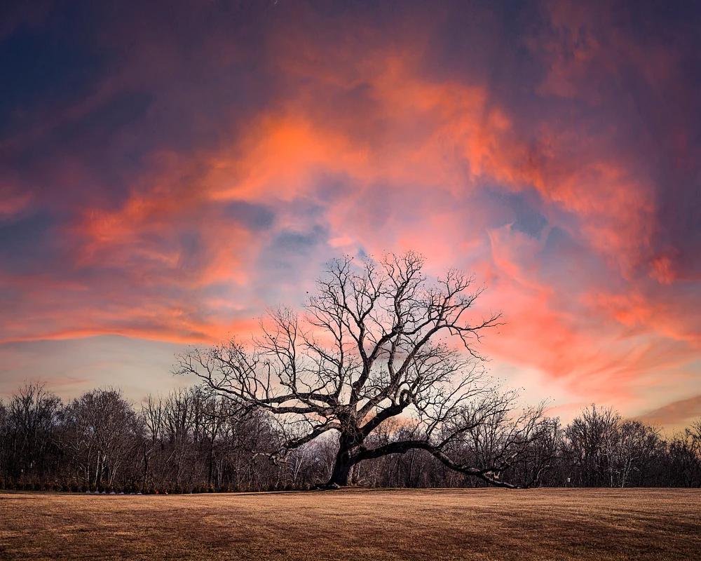 A lone tree with bare branches against a vibrant winter sky at sunset.
