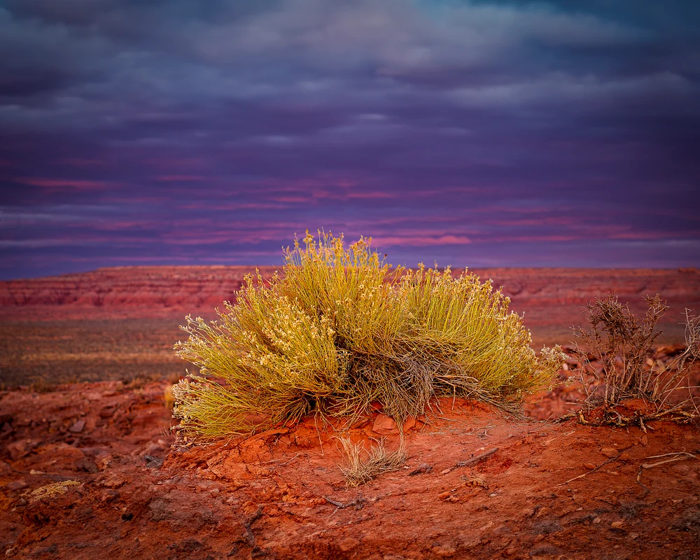 Bush at Forrest Gump Point in Monument Valley during sunrise with colorful sky.