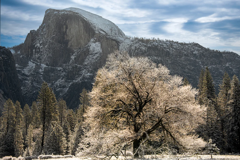 Old Elm Tree in Meadow with Half Dome and Snow_D757607-Edit