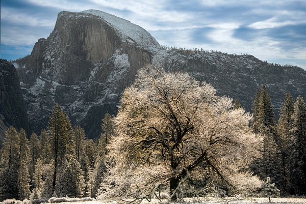 Old Elm Tree in Meadow with Half Dome and Snow_D757607-Edit.jpg - Home - Bill Currier Photography