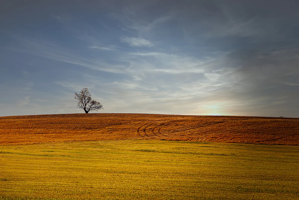 Solitary Tree on Golden Horizon