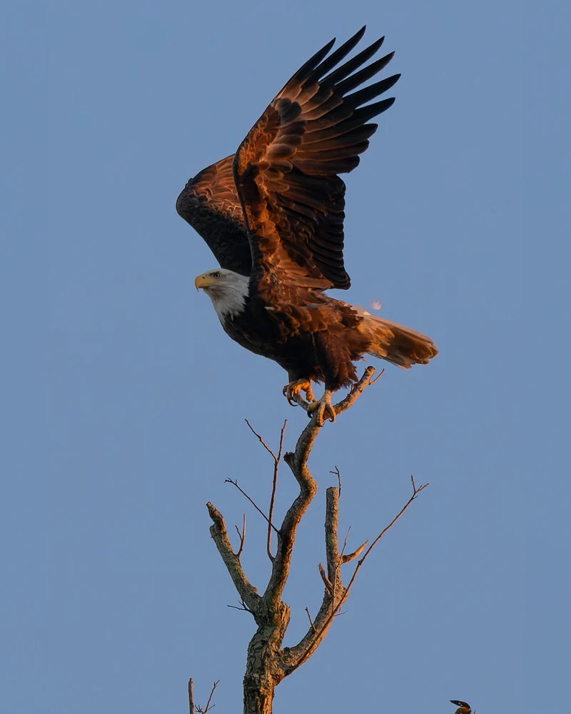 Bald Eagle Preparing for Takeoff from Perch
