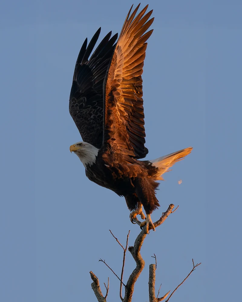 Stunning Bald Eagle in Majestic Flight