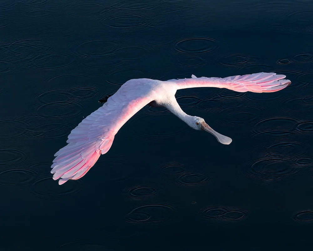 Elegant Roseate Spoonbill in Flight Over Water