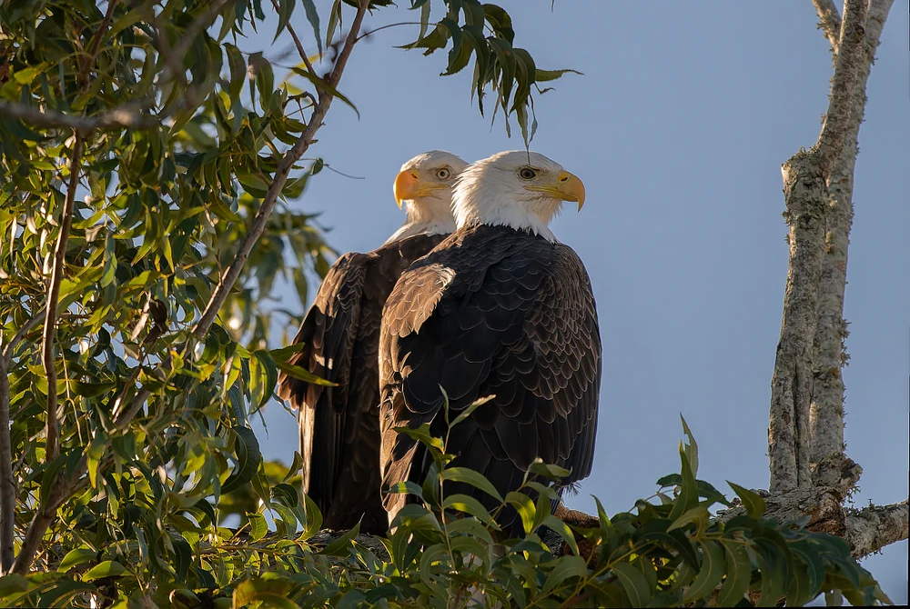 Pair of Bald Eagles Nestled Amongst Greenery