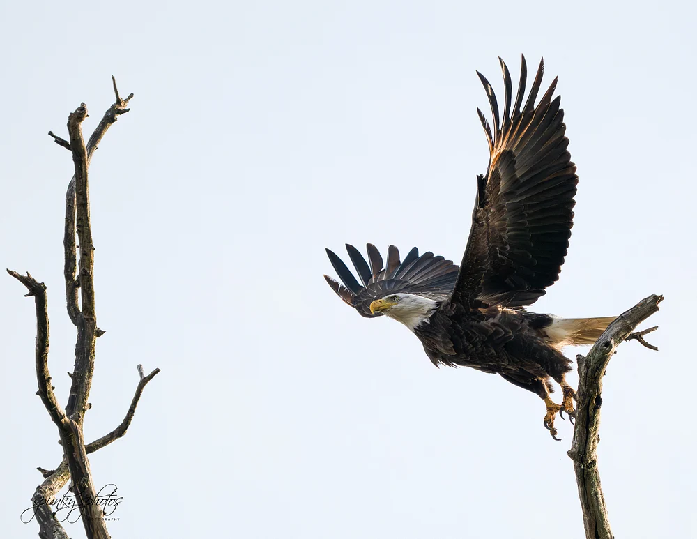 Dynamic Bald Eagle Taking Off from Perch