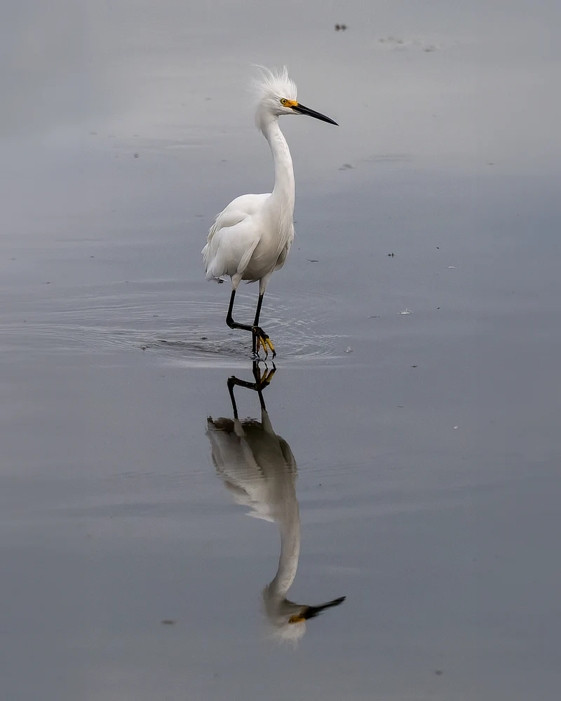 Graceful Snowy Egret Wading Through Calm Waters