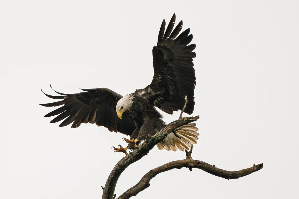 Impressive Bald Eagle Landing on a Branch