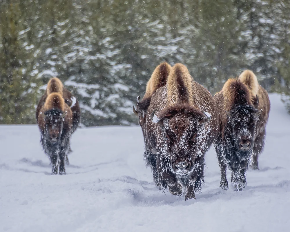 Majestic Bison Herd Traversing Snowy Landscape
