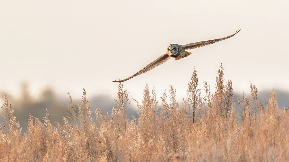 Graceful Owl Gliding Over Golden Grasses