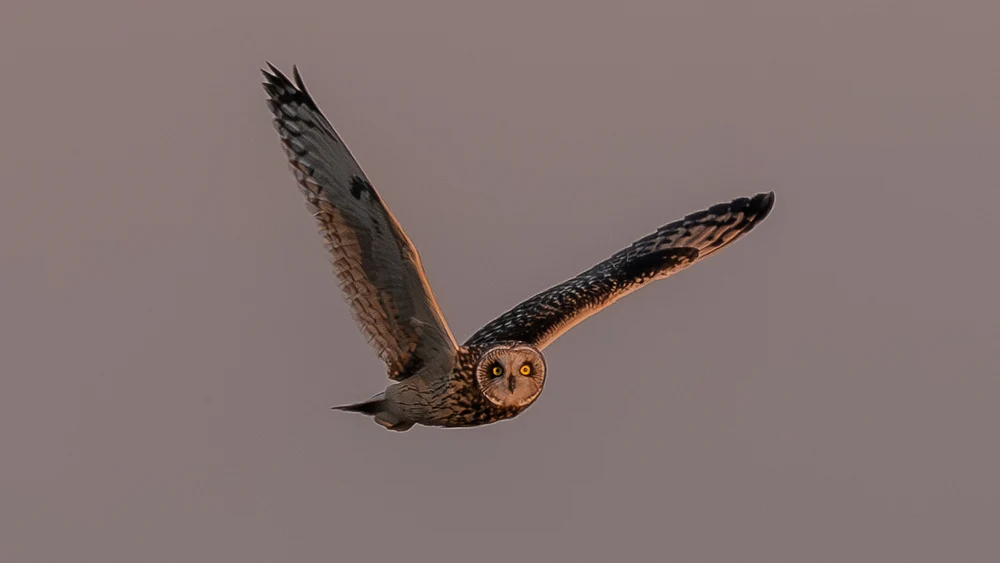 Majestic Owl Soaring Against Twilight Sky