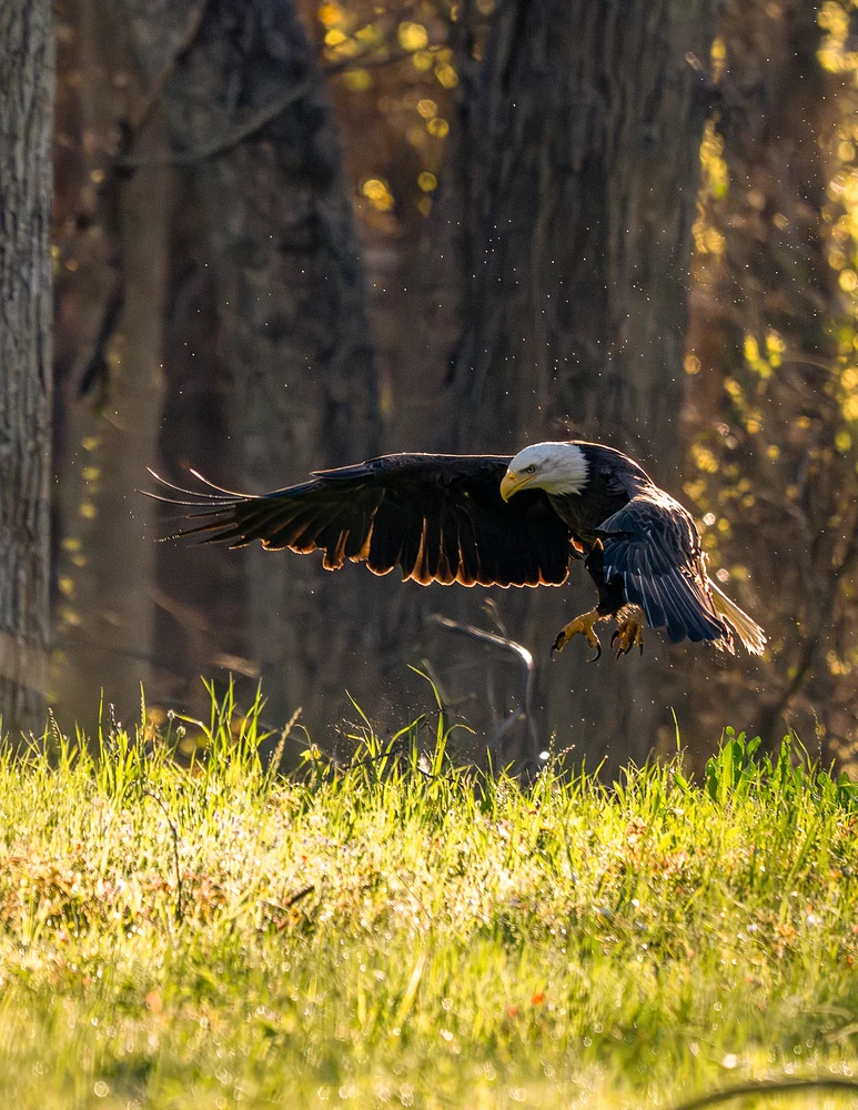 Bald Eagle Descending Gracefully Towards Ground