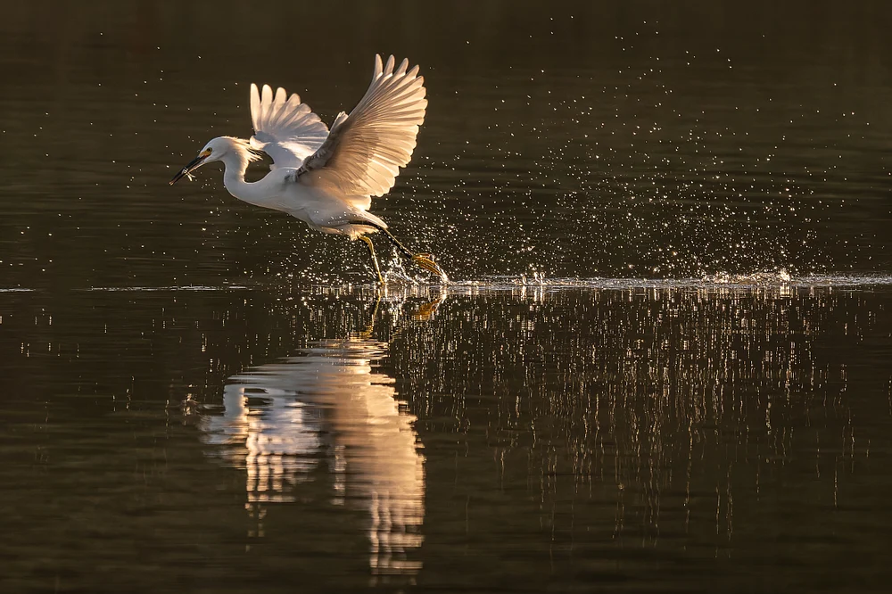 Elegant Egret Taking Flight Over Reflective Waters