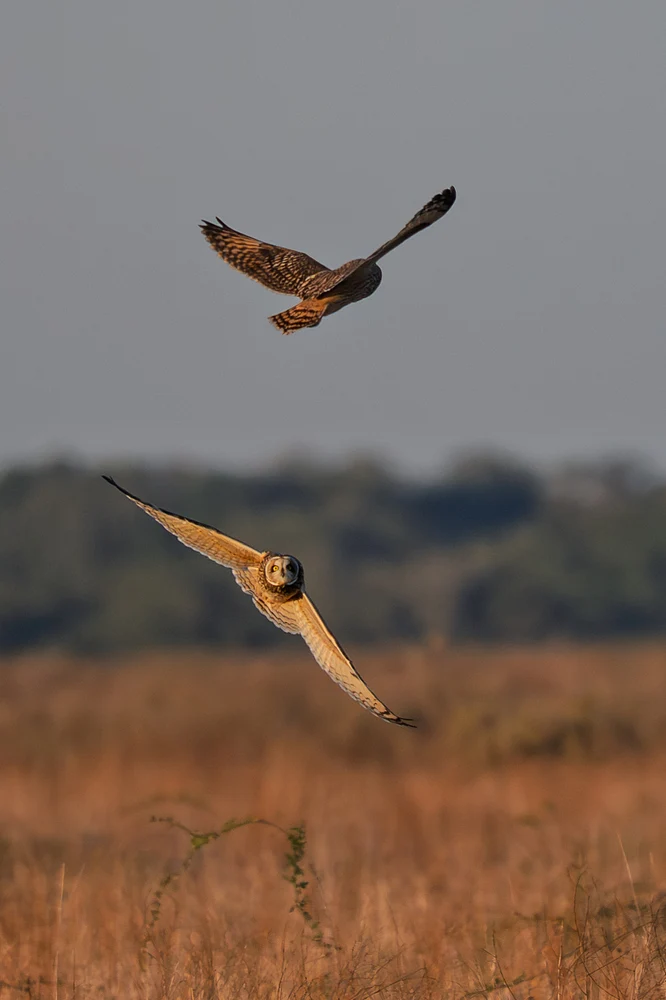 Dynamic Owls in Flight Over Golden Fields