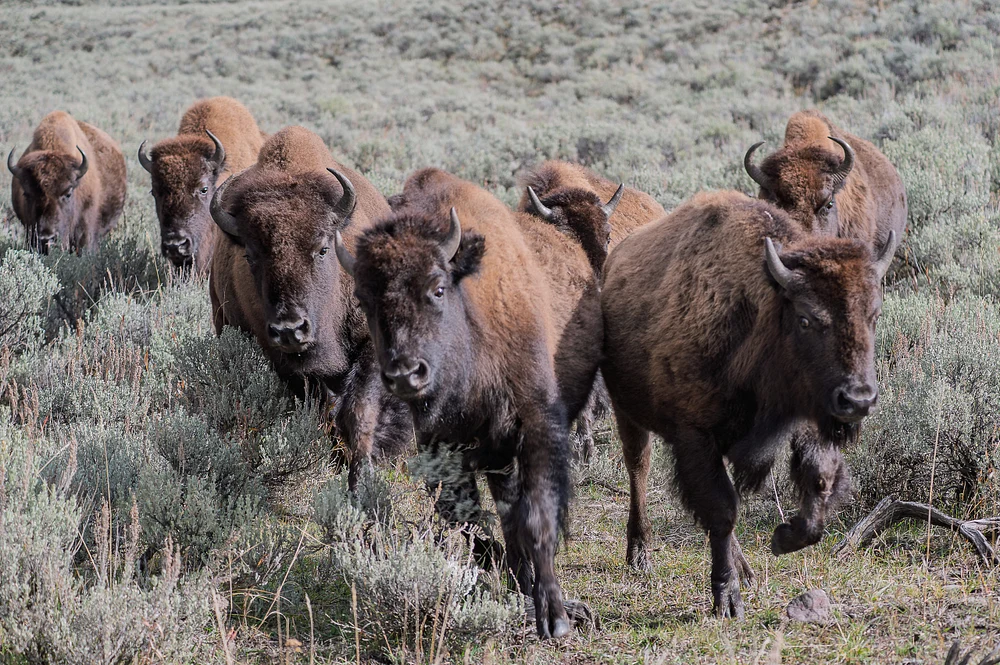 Herd of Bison Moving Through Sagebrush Landscape