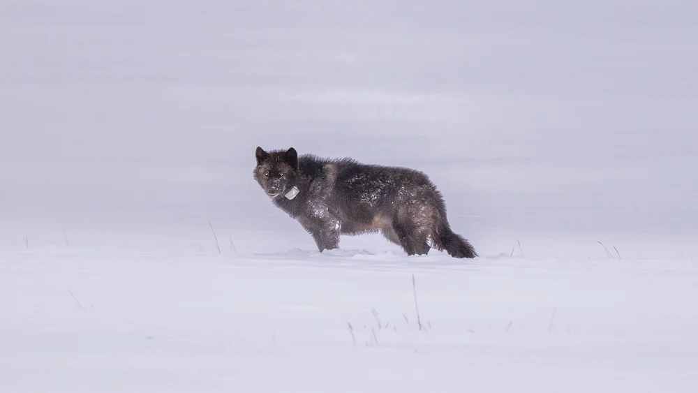 A dark-coated gray wolf with a tracking collar stands alert in a vast, foggy snow-covered field.