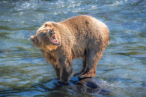 AL2_4088 - Wildlife - Spunkysphotos
